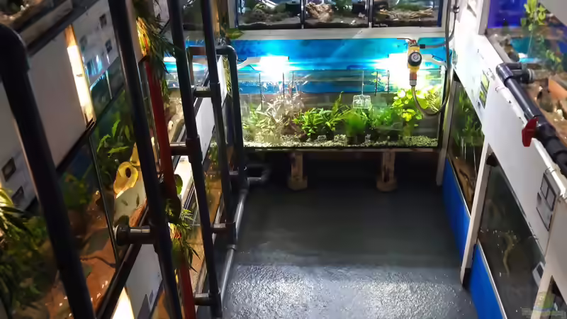Blog: Zierfischversand mit Herz und Kompetenz von Aquaristik-CSI (5427)
