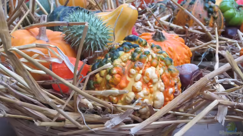 Blog: Zierkürbisse selbst im Garten anbauen (6820)