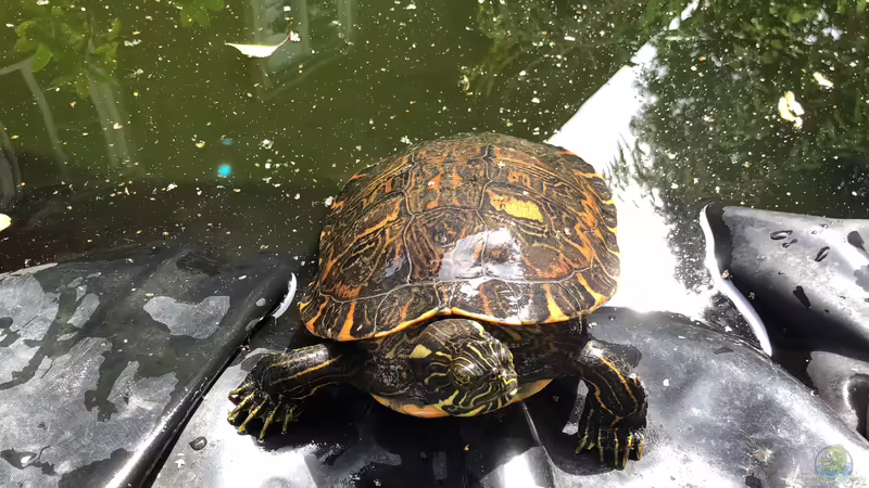 Blog: Zierschildkröten, Schmuckschildkröten - Beobachtungen in der Gruppe (5436)
