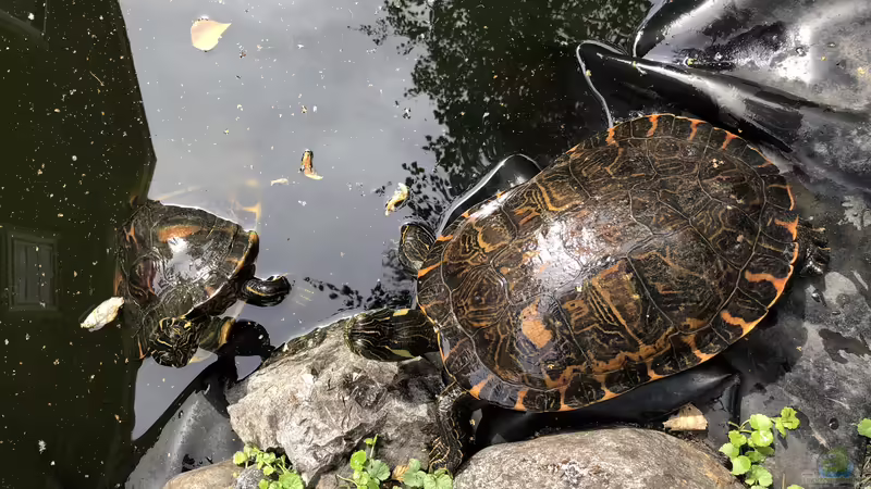 Blog: Zierschildkröten, Schmuckschildkröten - Beobachtungen in der Gruppe (5436)