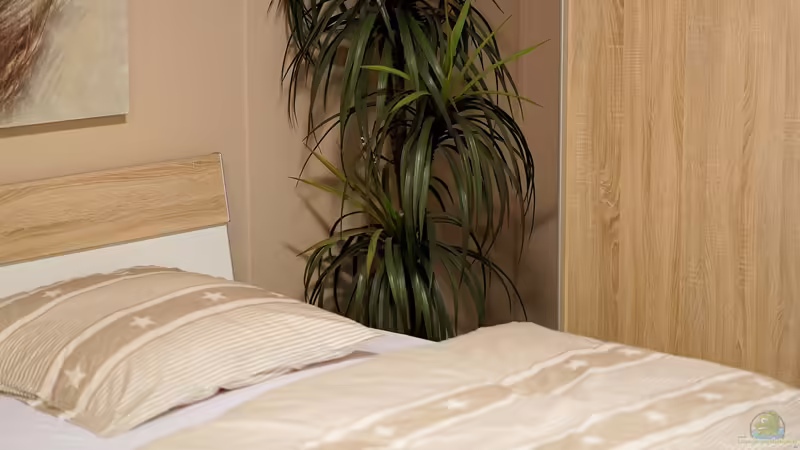 Blog: Zimmerpflanzen im Schlafzimmer: Vorteile, Nachteile und geeignete Pflanzen (6526)
