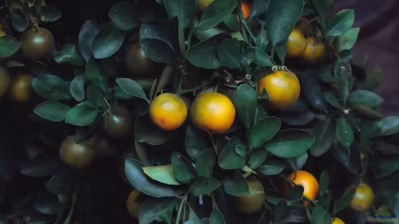 Blog: Zitruspflanzen im Garten und auf der Terrasse: Mediterranes Flair richtig pflegen (8176)
