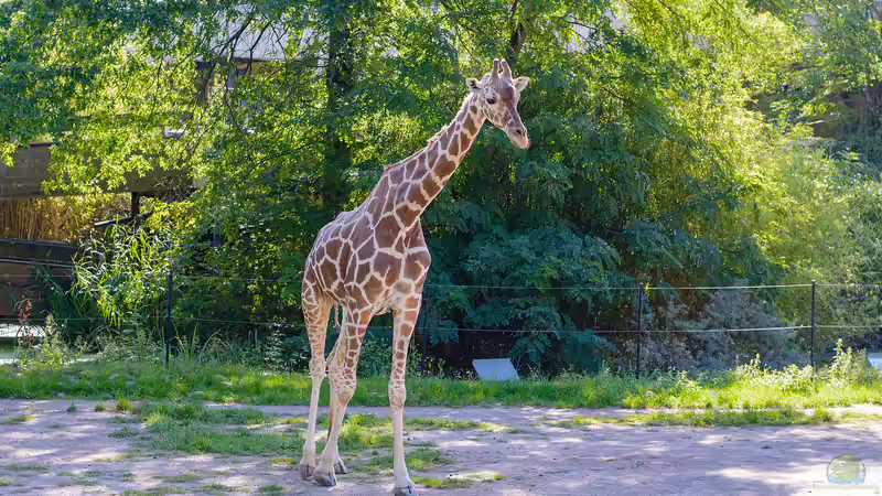 Blog: Zoo Duisburg - Ein Natur- und Erlebnisort mit Geschichte, Haltungskonzepten und Artenschutz (7725)
