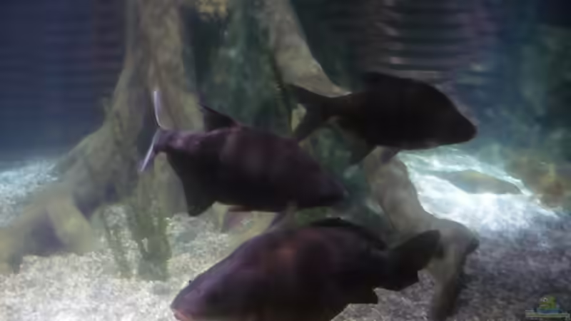 Blog: zu Besuch im Sea Life - München (3357)