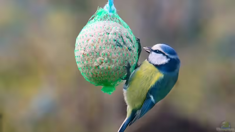 Blog: Zugvögel und Standvögel in Deutschland: Wer bleibt und wer zieht? (6502)