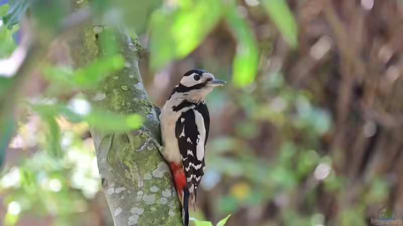 Blog: Zugvögel und Standvögel in Deutschland: Wer bleibt und wer zieht? (6502)