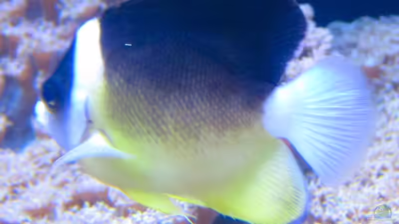Blog: Zwergkaiserfische im Meerwasseraquarium: Alles, was du wissen musst (7571)