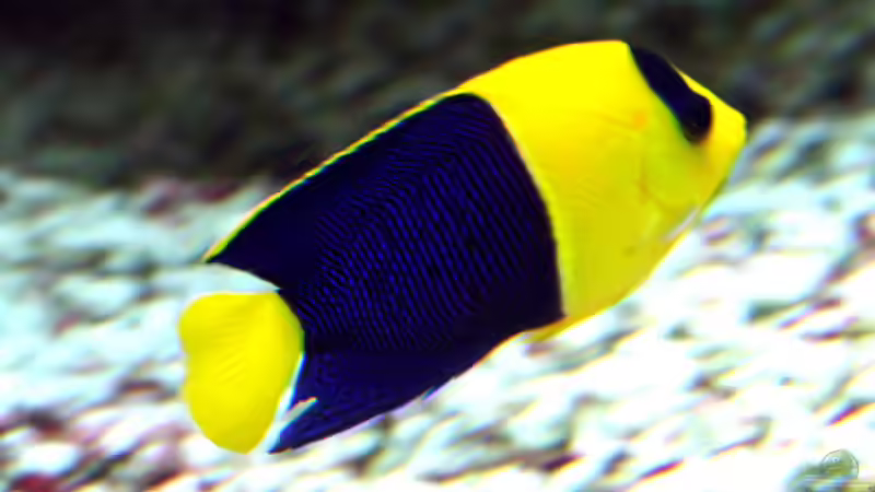 Blog: Zwergkaiserfische im Meerwasseraquarium: Alles, was du wissen musst (7571)