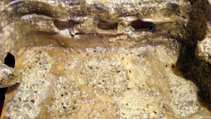 Blog der Höhle beim Trocknen von Falk (14)