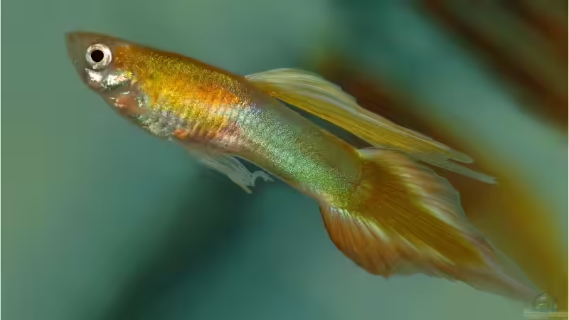 blonder speer von Manfred und Heidi Reis (7)