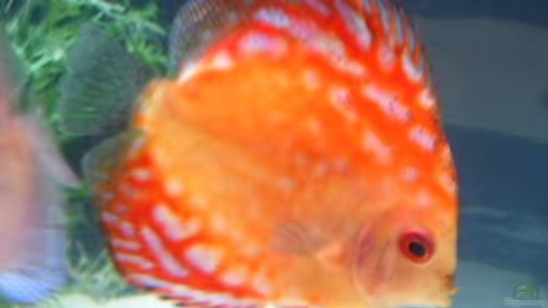 Blood Red von Robert Kolovrat (21)