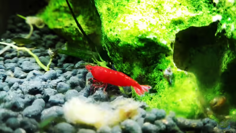 Bloody Marry Sakura Garnele von Sarah_Schneider (21)