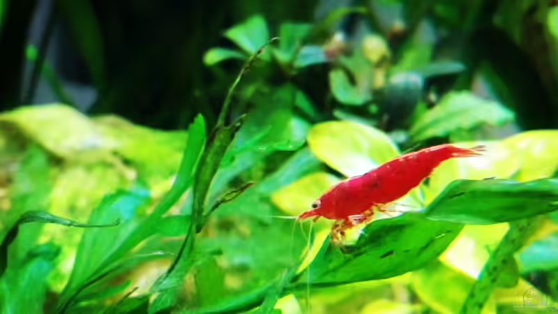 Bloody Marry Sakura Garnele von Sarah_Schneider (22)