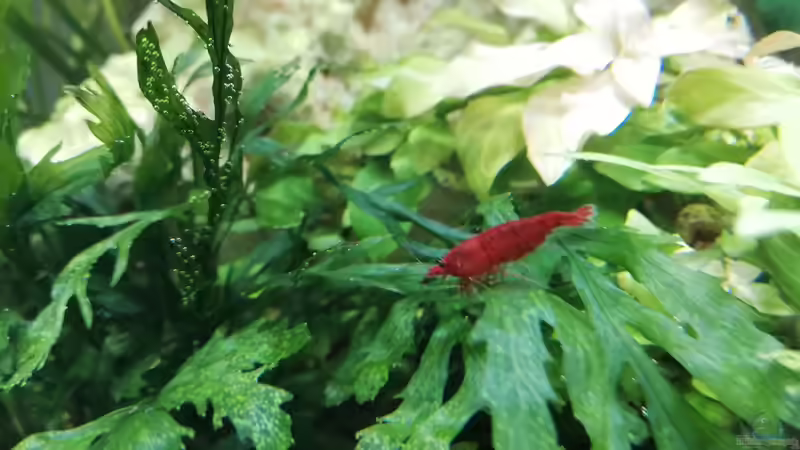 Bloody Mary Neocaridina von Sarah_Schneider (38)