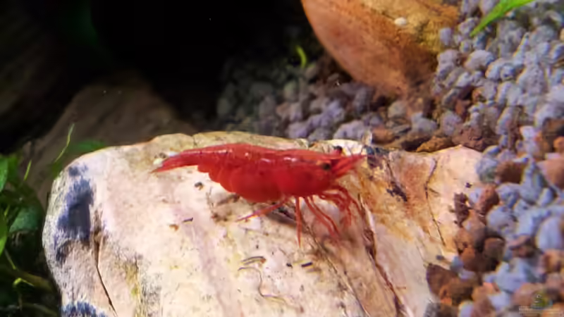 Bloody Mary Sakura, Chi-Tai Lee von Erschreckerbär (5)