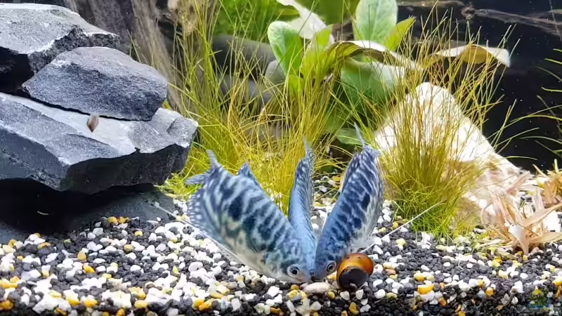 Blsue Fadenfische von Manuela&Mike (29)