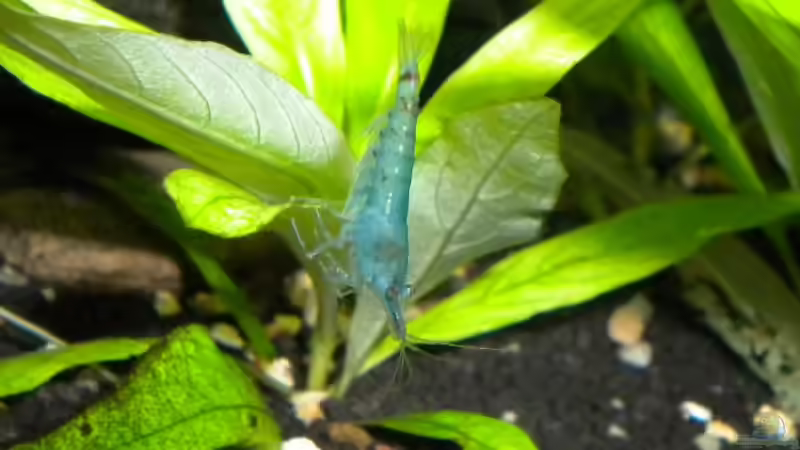 Blua Pearl Garnele von Marci (19)