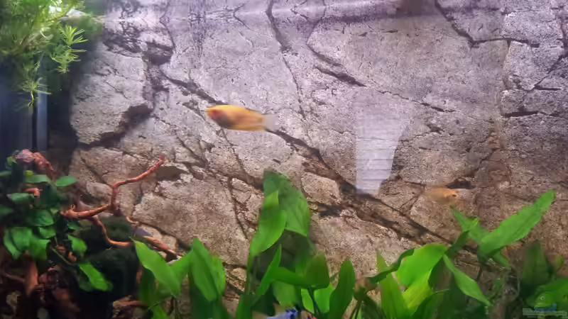 Blub Blub von Gokel79 (19)