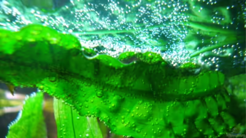 Blub Blub von Melle (5)