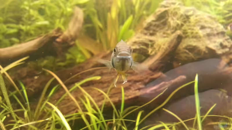 blubb? von Shinra (1)