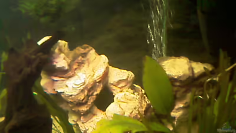 blubber blubber ich bekomme noch Licht von Carmen Bernhardt (12)