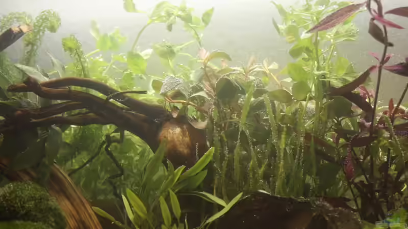 Blubberbläschen von Ronny Wagner (2)