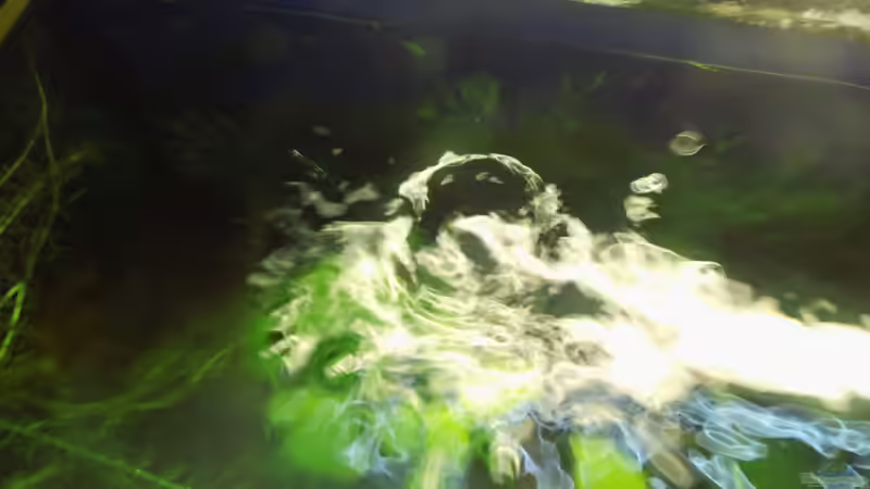 Blubberblasen von oben von aqua david (18)