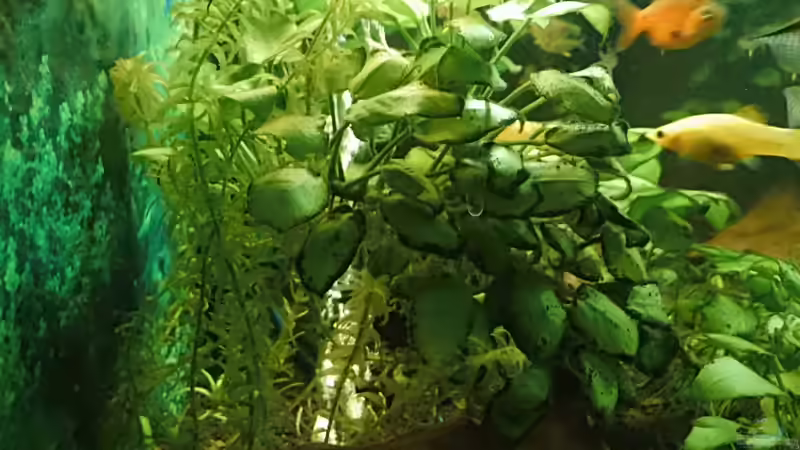 Blubberblasen zwischen Wasserpest und Zwergspeerblatt von aqua david (12)