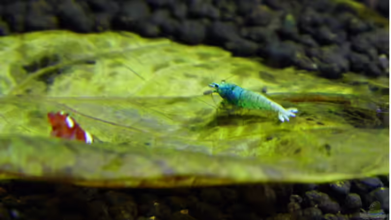 Blue Bolt von ob64 (11)