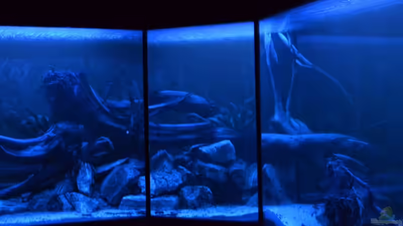 ´Blue Darkness´ - Bild entstand mit Langzeitbelichtung, ohne Blitz und Trickserei. von GGuardiaNN (20)