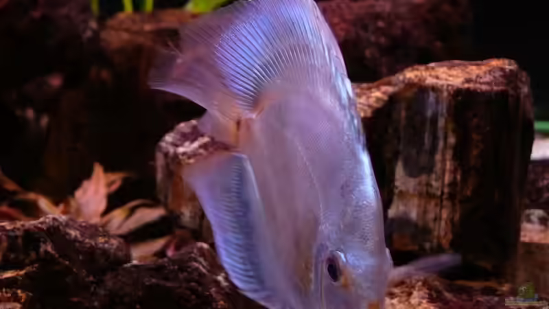 Blue Diamand 01.12.09 von Eberhard Brammer (28)