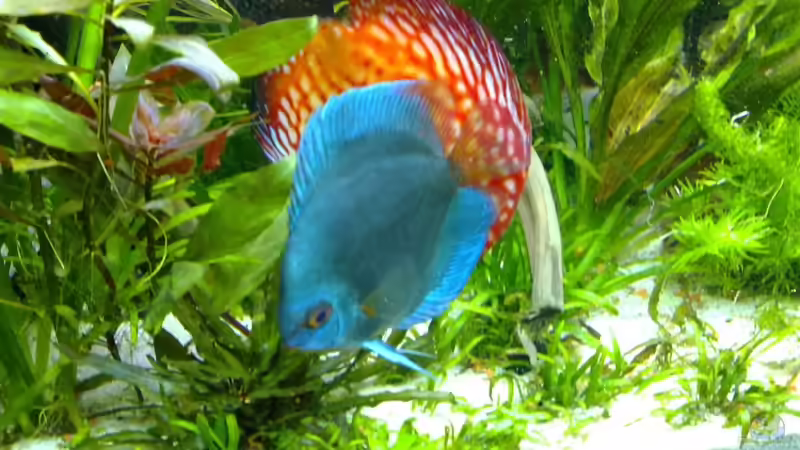 Blue Diamand beim futtern von Matze 87 (31)