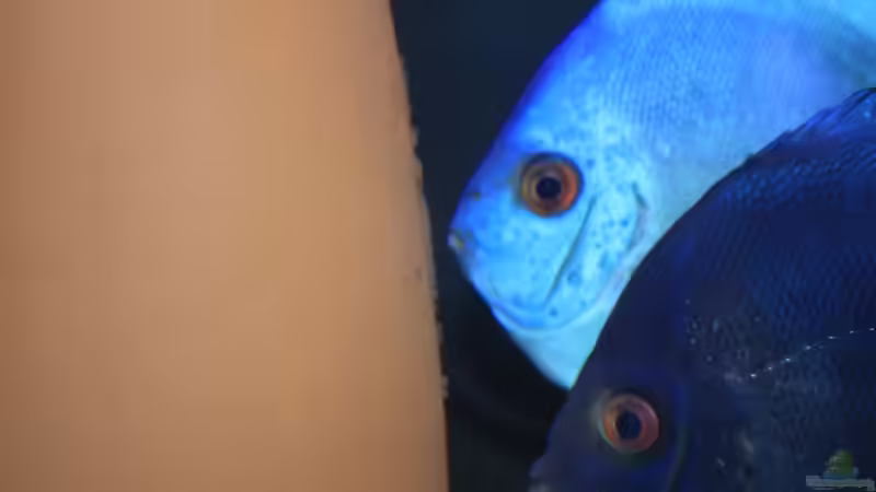 Blue Diamand Paar und gelege 02.0.2014 von Discus (48)