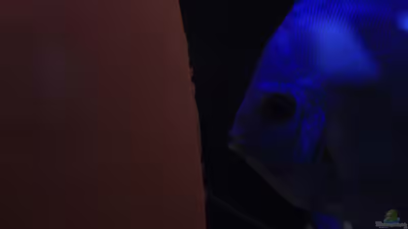 Blue Diamand Paar und gelege 02.0.2014 von Discus (49)