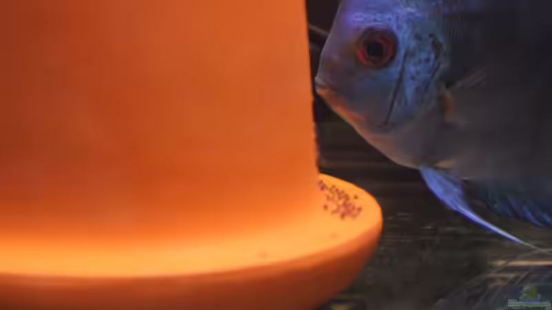 Blue Diamand Paar und gelege geschlüpft 02.0.2014 von Discus (50)