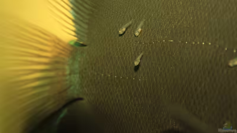 Blue Diamand von Discus (52)