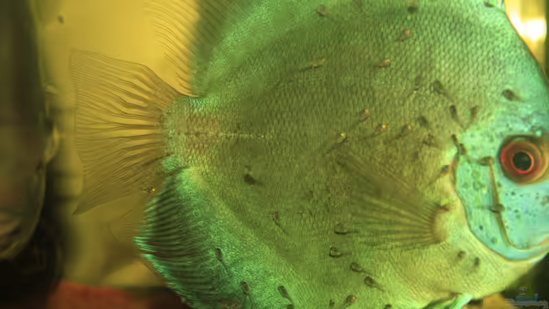 Blue Diamand Weibchen mit Jungen von Discus (51)