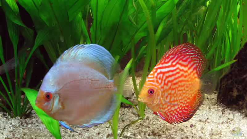 Blue Diamond, Pigeon Blood snake (18.05.09) von Klaus Kastl (40)