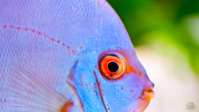 Blue Diamond 1 von propeller (6)