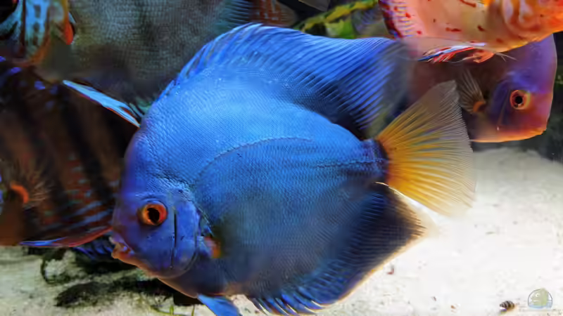 Blue Diamond (16cm) von Vancouver2010 (138)