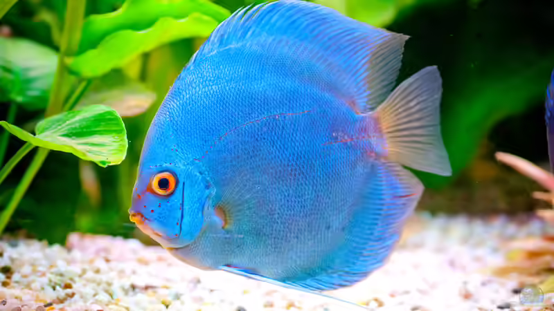 Blue Diamond 2 von propeller (7)