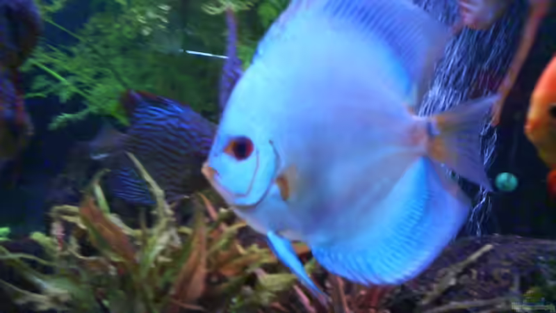 Blue Diamond 21.04.08 von Eberhard Brammer (23)