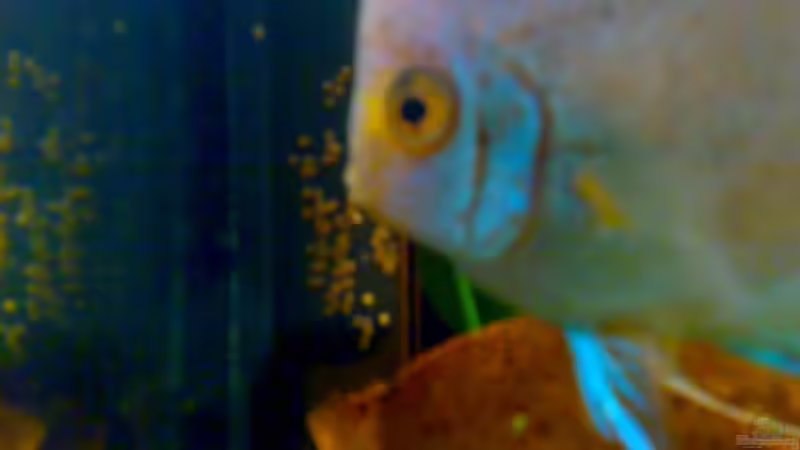 Blue Diamond am Gelege auf dem Scheibenmagnet von Amazonasbecken.eu (34)