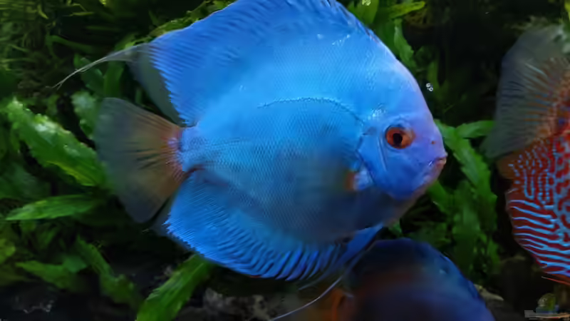 Blue Diamond & Dark Angle von Vancouver2010 (148)