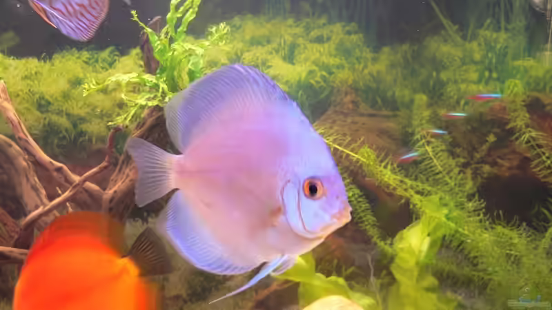 Blue Diamond und Morning Glory von Steffen Rübsam (21)