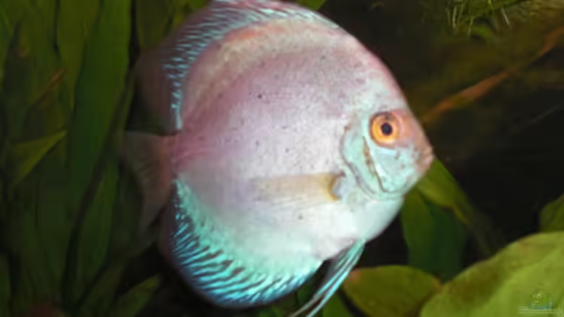 Blue Diamond von Amazonasbecken.eu (35)