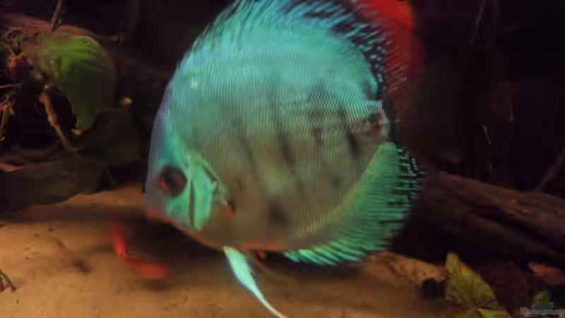 Blue Diamond von Discus (20)