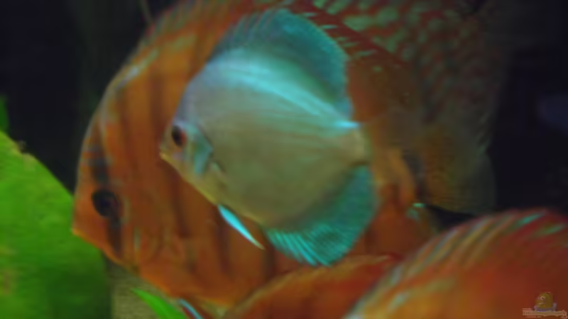 Blue Diamond von Discus (21)