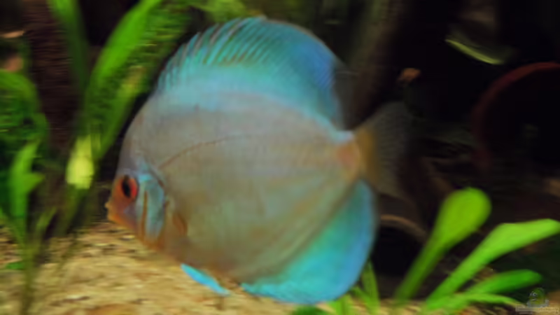 Blue Diamond von Discus (29)