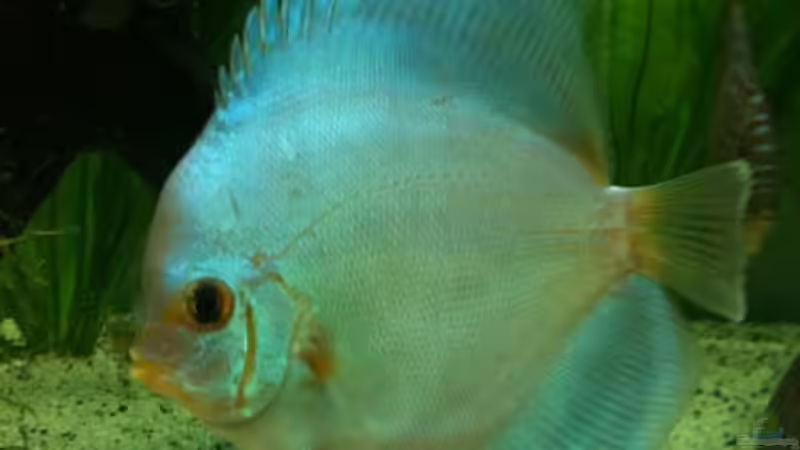 Blue Diamond von Diskus94 (4)